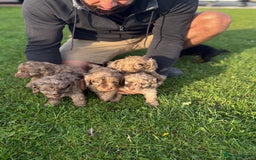 Cockapoo dogs for sale: American cockapoo - Image 2