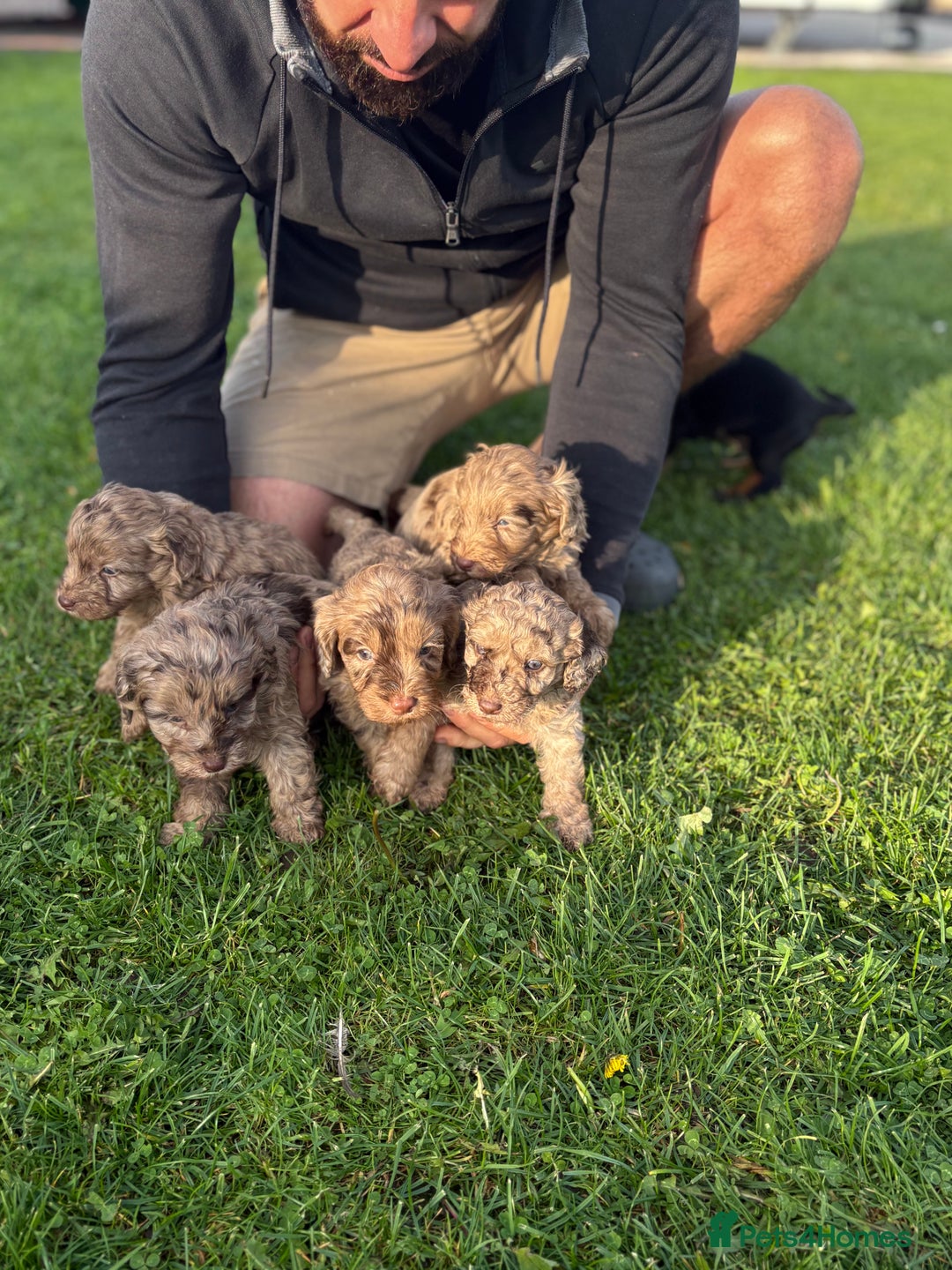 Cockapoo dogs for sale: American cockapoo - Image 2