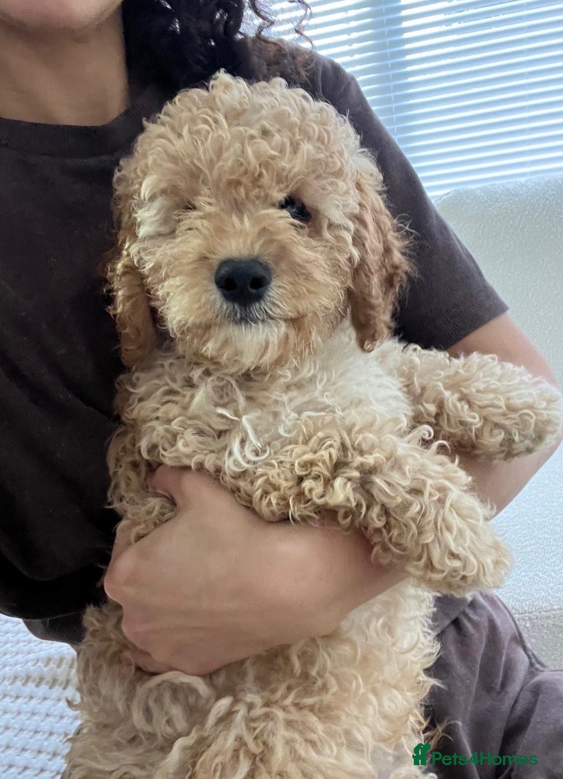 Cavapoochon dogs Beautiful Cavapoochon Puppies for sale - Advert 5