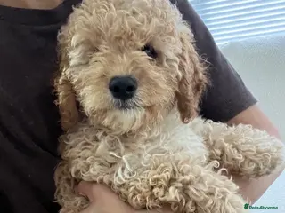 Cavapoochon dogs Beautiful Cavapoochon Puppies for sale - Advert 18