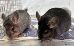 Chinchilla rodents for sale: Billy & Bobby, fabulous standard brothers, v.tame - Advert 8
