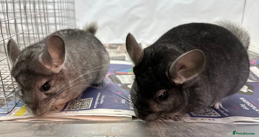 Chinchilla rodents for sale: Billy & Bobby, fabulous standard brothers, v.tame - Advert 8