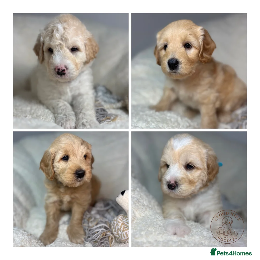 Australian Labradoodle dogs for sale: Multigen Australian Labradoodle x Goldendoodle - Advert 1