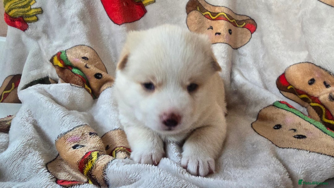 Pomsky dogs for sale: Pomsky Puppies for Sale - Advert 18