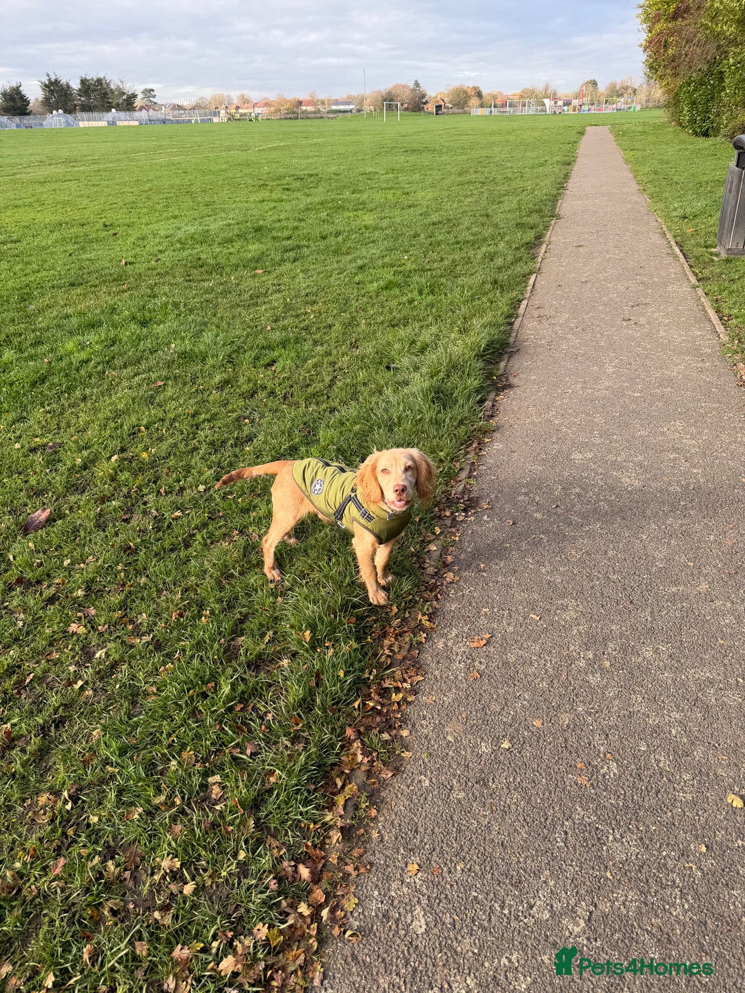 American Cocker Spaniel dogs for sale: Cocker spaniel - Advert 6