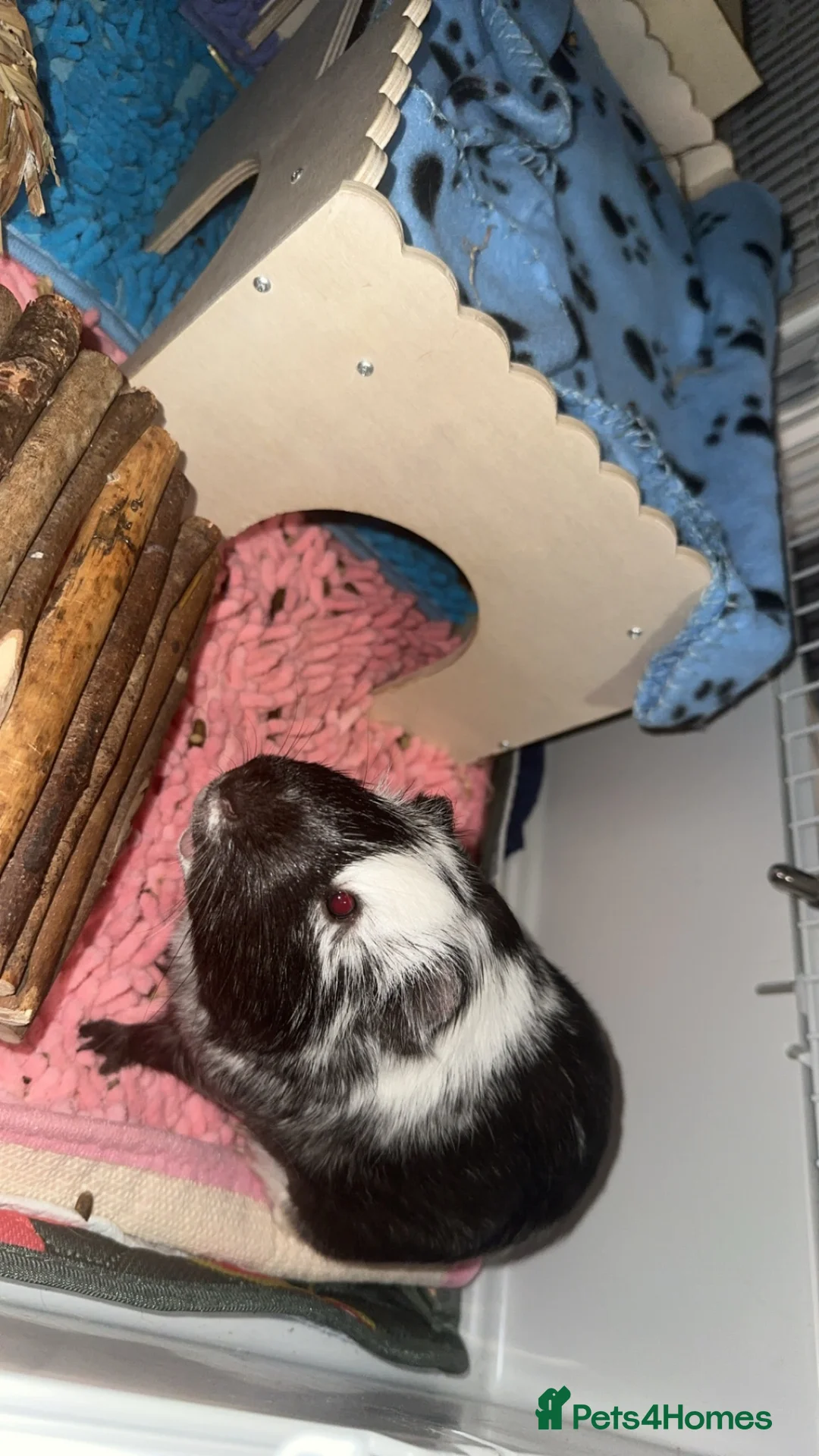 Guinea Pig rodents for sale: 2 lovely pair of bonded males  - Advert 1