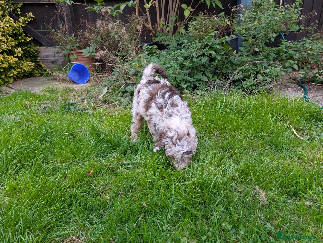Labradoodle dogs for sale: 🐾Stunning Mini Labradoodle F1b Pups DNA Check🐾  - Image 12