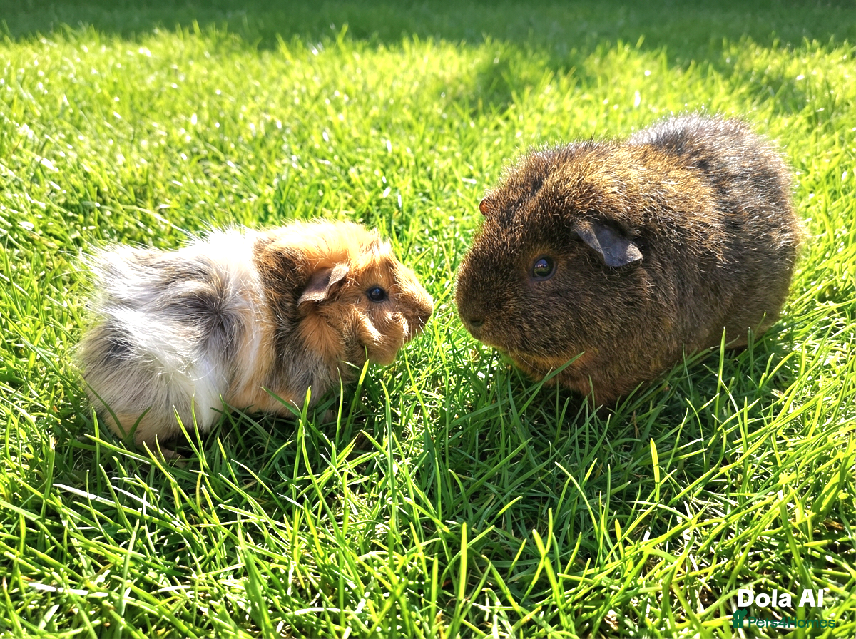 Guinea Pig rodents Bonded Rex and Funky Cali Guinea Pigs Bobby & Bear - Advert 4