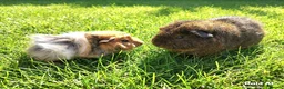 Guinea Pig rodents for sale: Bonded Rex and Funky Cali Guinea Pigs Bobby & Bear - Advert 1