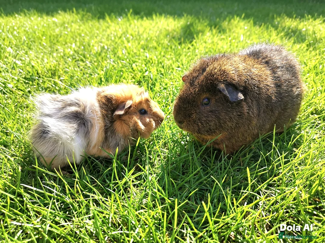 Guinea Pig rodents for sale: Bonded Rex and Funky Cali Guinea Pigs Bobby & Bear - Advert 1