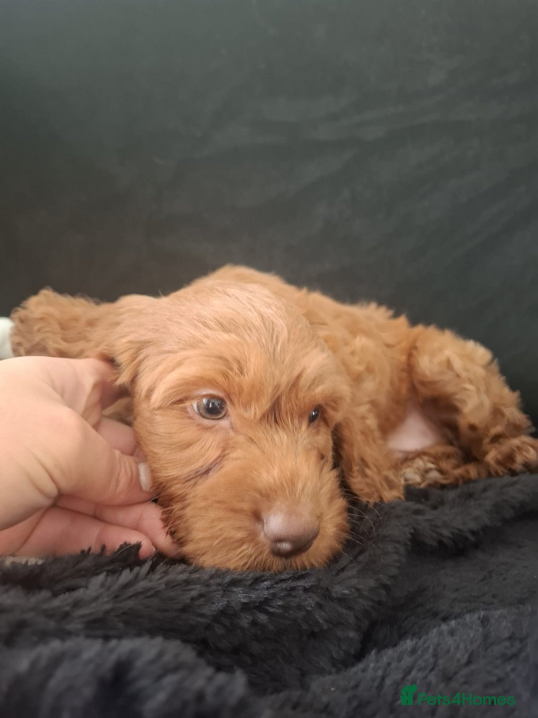 Cockapoo dogs for sale: COCKAPOOS READY NOW - Advert 6