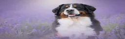 Bernese Mountain Dog dogs for sale: Bernese mountain dog pups in Ammanford - Advert 1