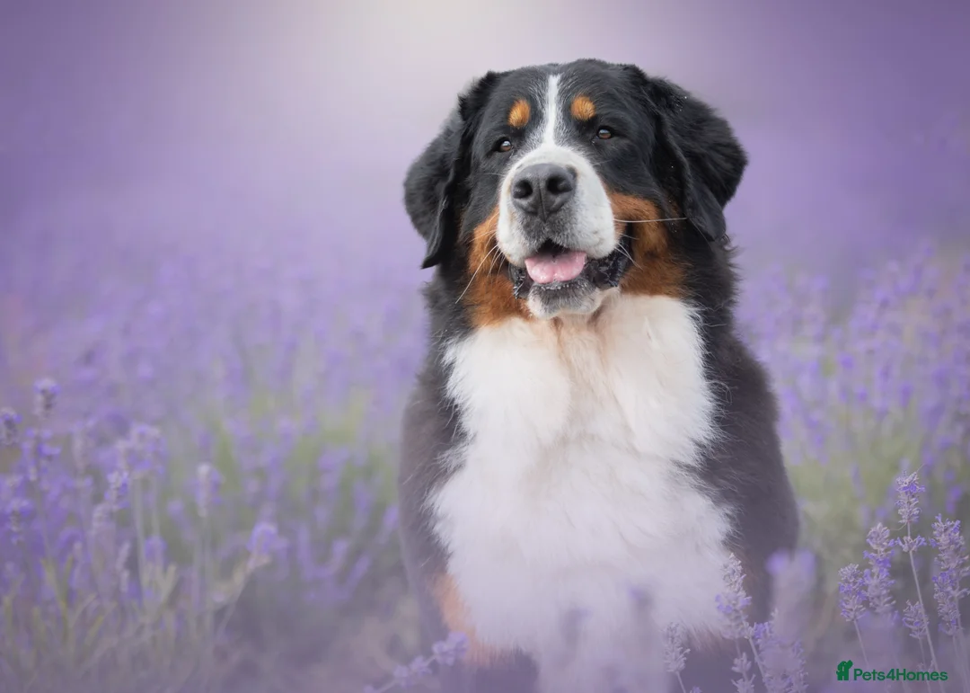 Bernese Mountain Dog dogs for sale: Bernese mountain dog pups in Ammanford - Advert 1