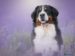 Bernese Mountain Dog dogs Bernese mountain dog pups in Ammanford - Advert 12