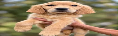 Golden Retriever 2