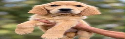 Golden Retriever dogs for sale: Ready for their new homes in Taunton - Advert 4