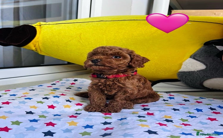 Toy Poodle dogs - Advert 1