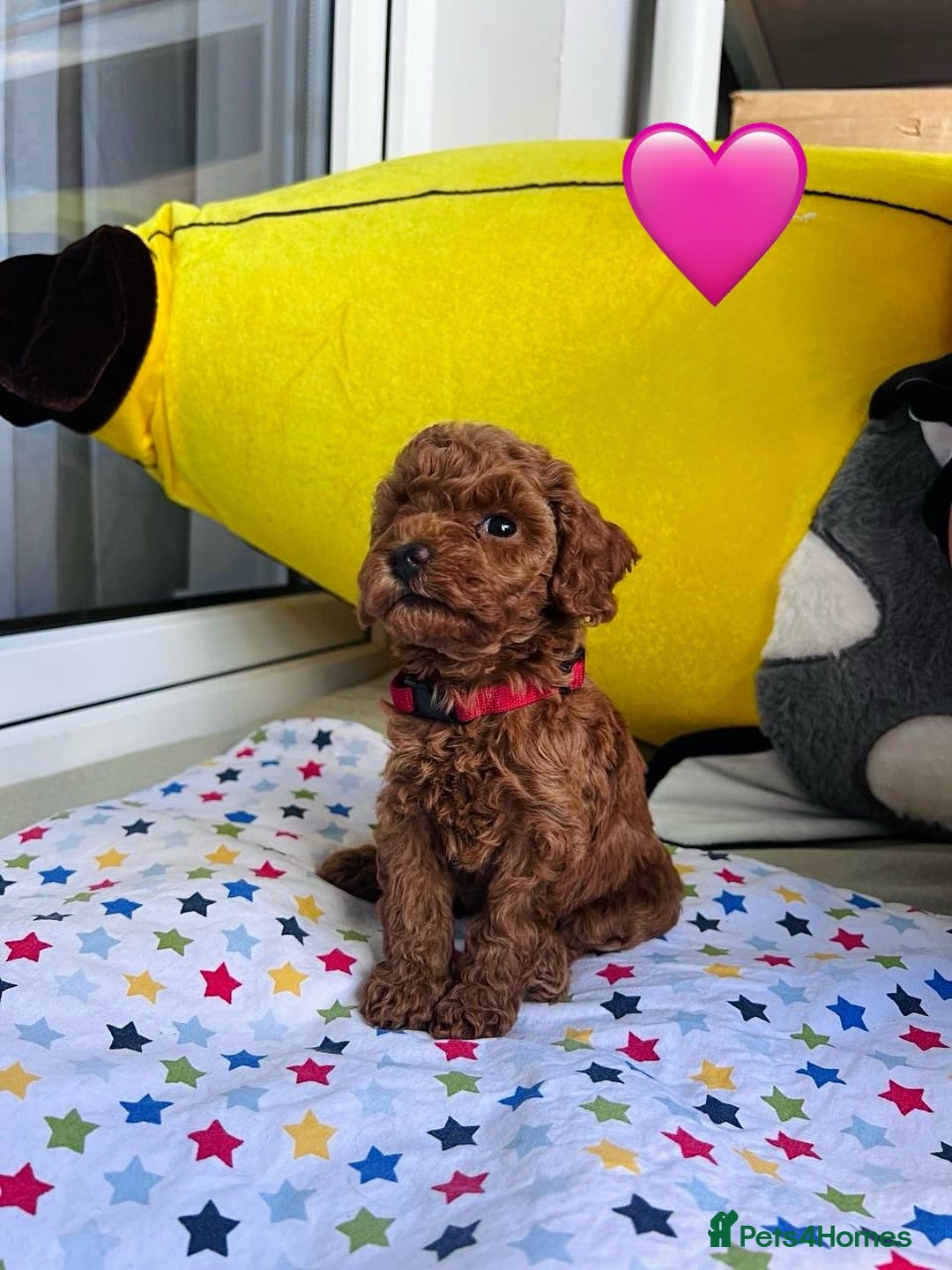 Toy Poodle dogs for sale: Charming Toy Poodle Puppies Ready for Their Homes - Image 1
