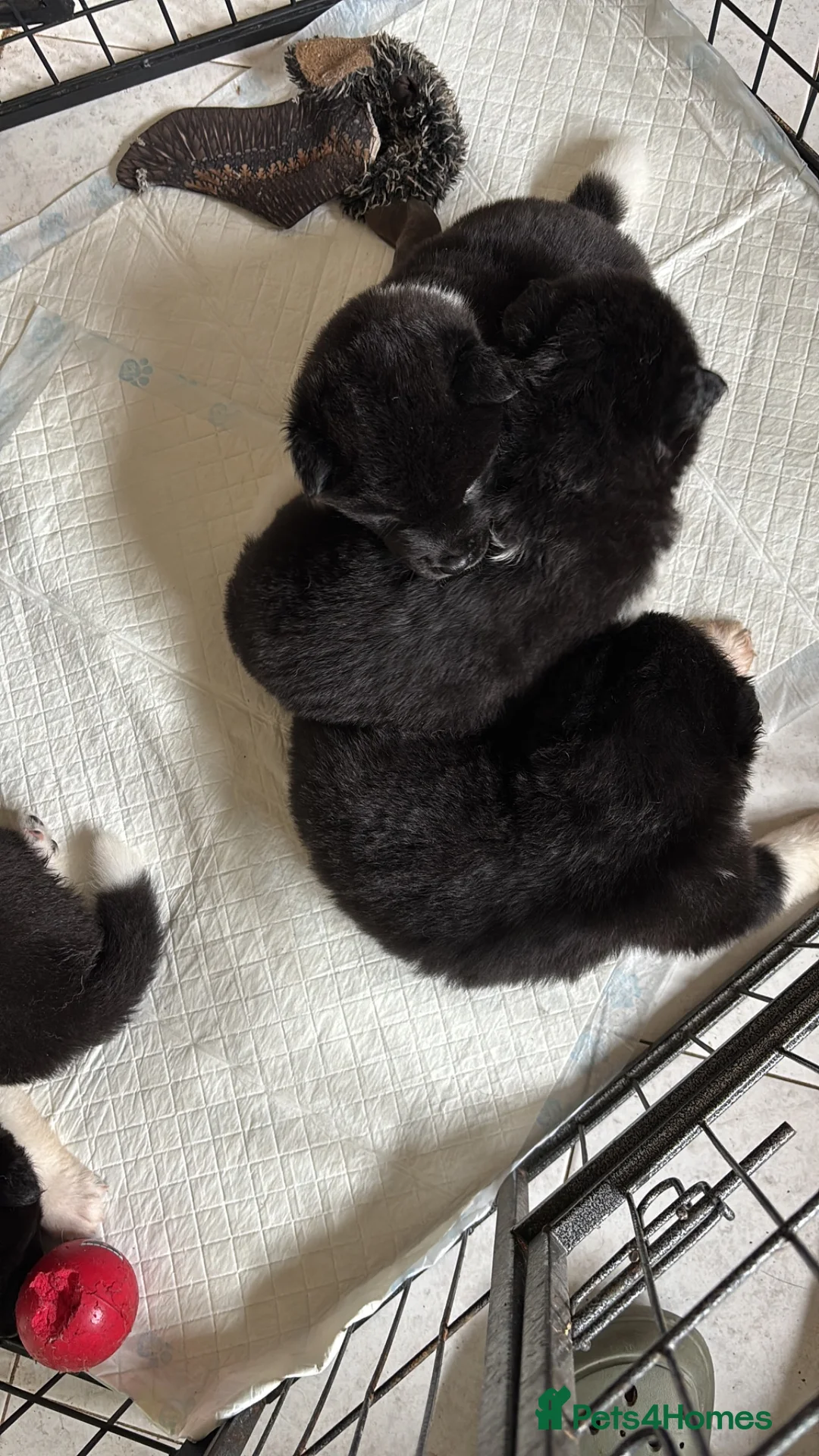 Akita dogs for sale: Adorable Akita Puppies looking for Forever Homes - Advert 2