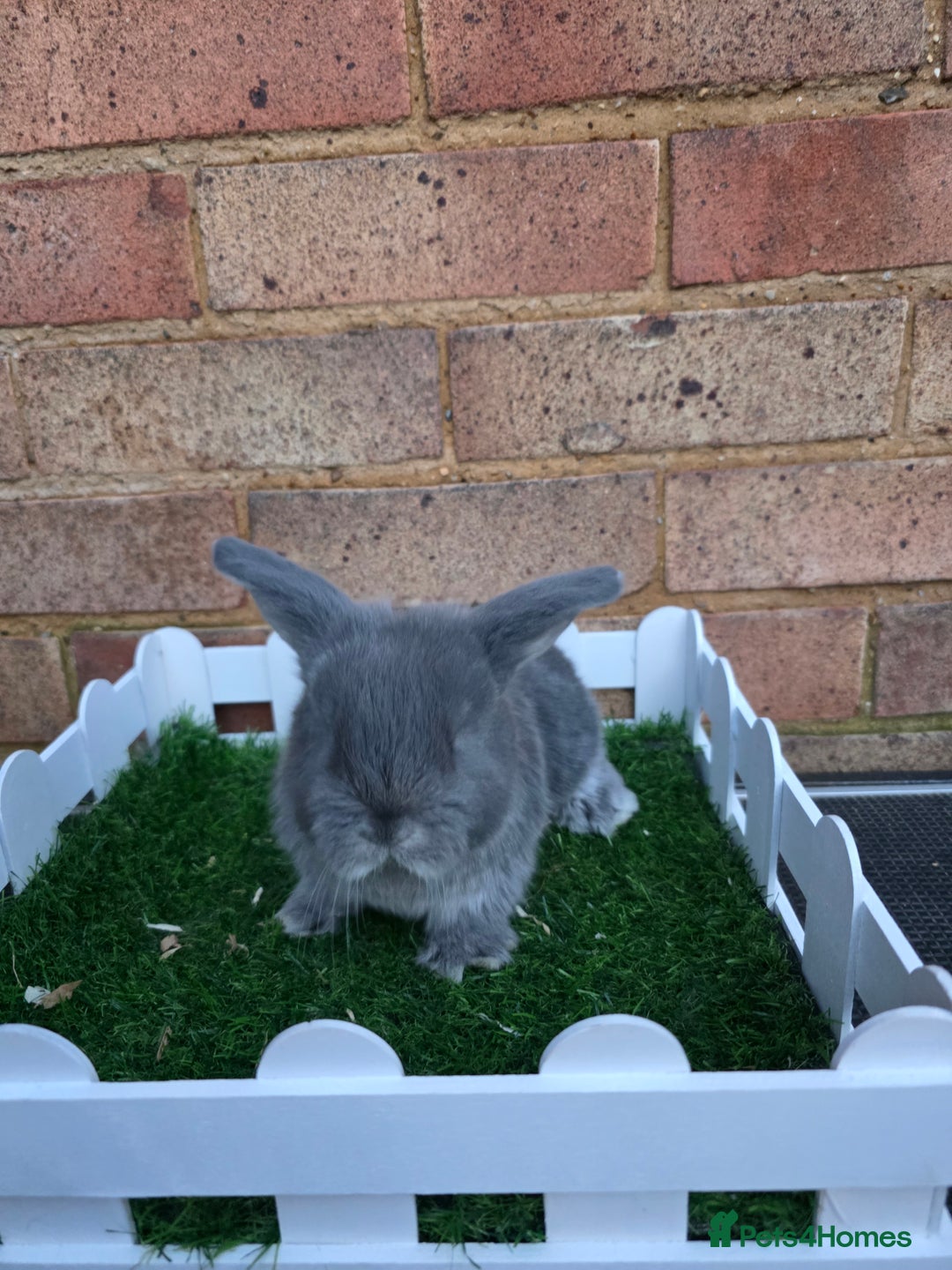 French Lop rabbits for sale: Pure bred French lops - Advert 7