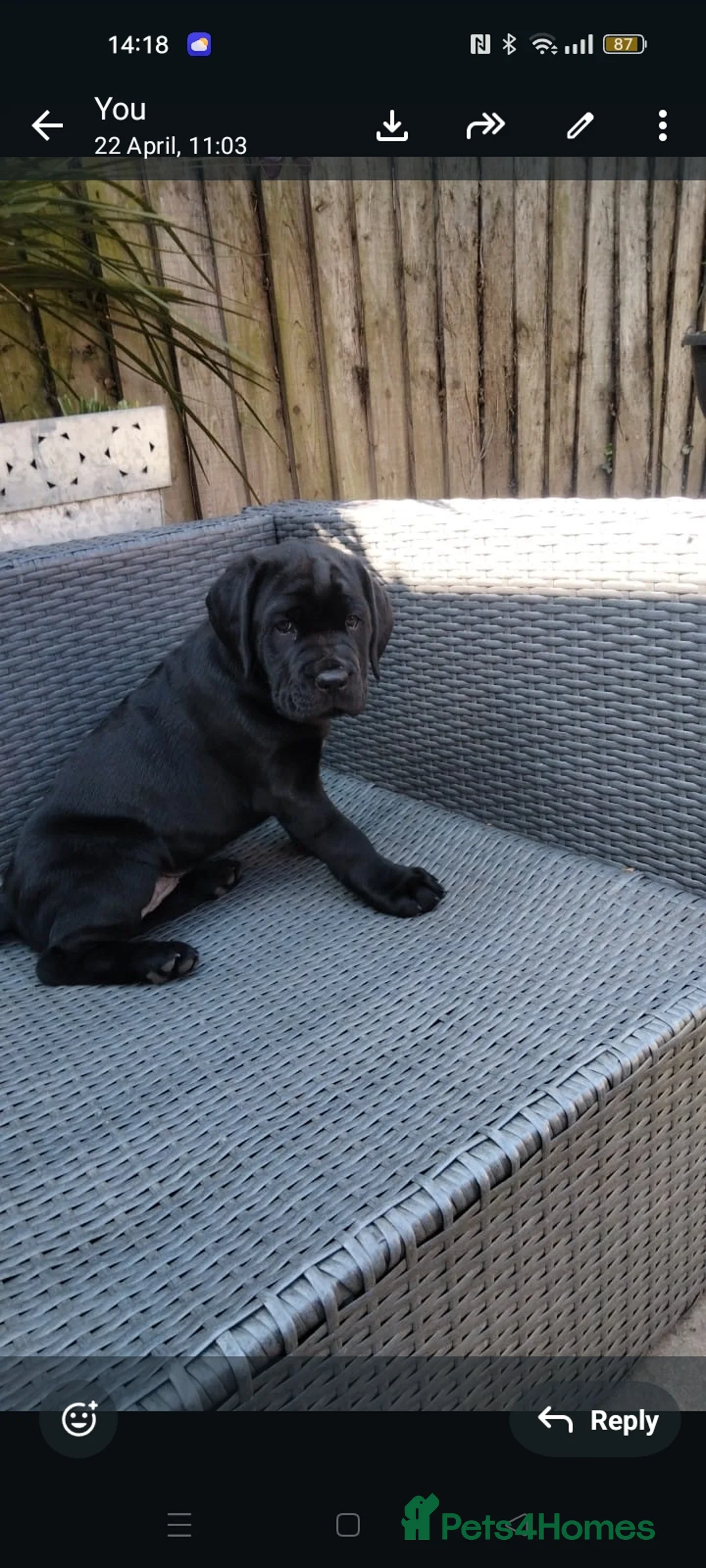 Cane Corso dogs for sale: Cane Corso puppies ready to leave now - Advert 40