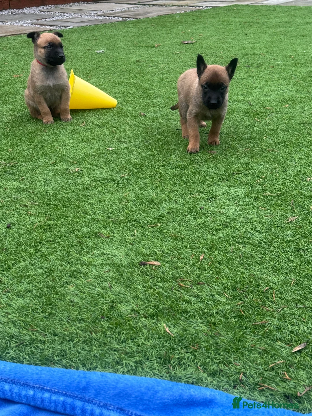 Belgian Shepherd Dog dogs for sale: Belgian Malinois Puppies - Advert 9