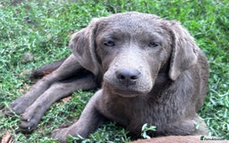 Labrador Retriever dogs for sale: Absolutely stunning charcoal/silver Labrador pups - Image 22