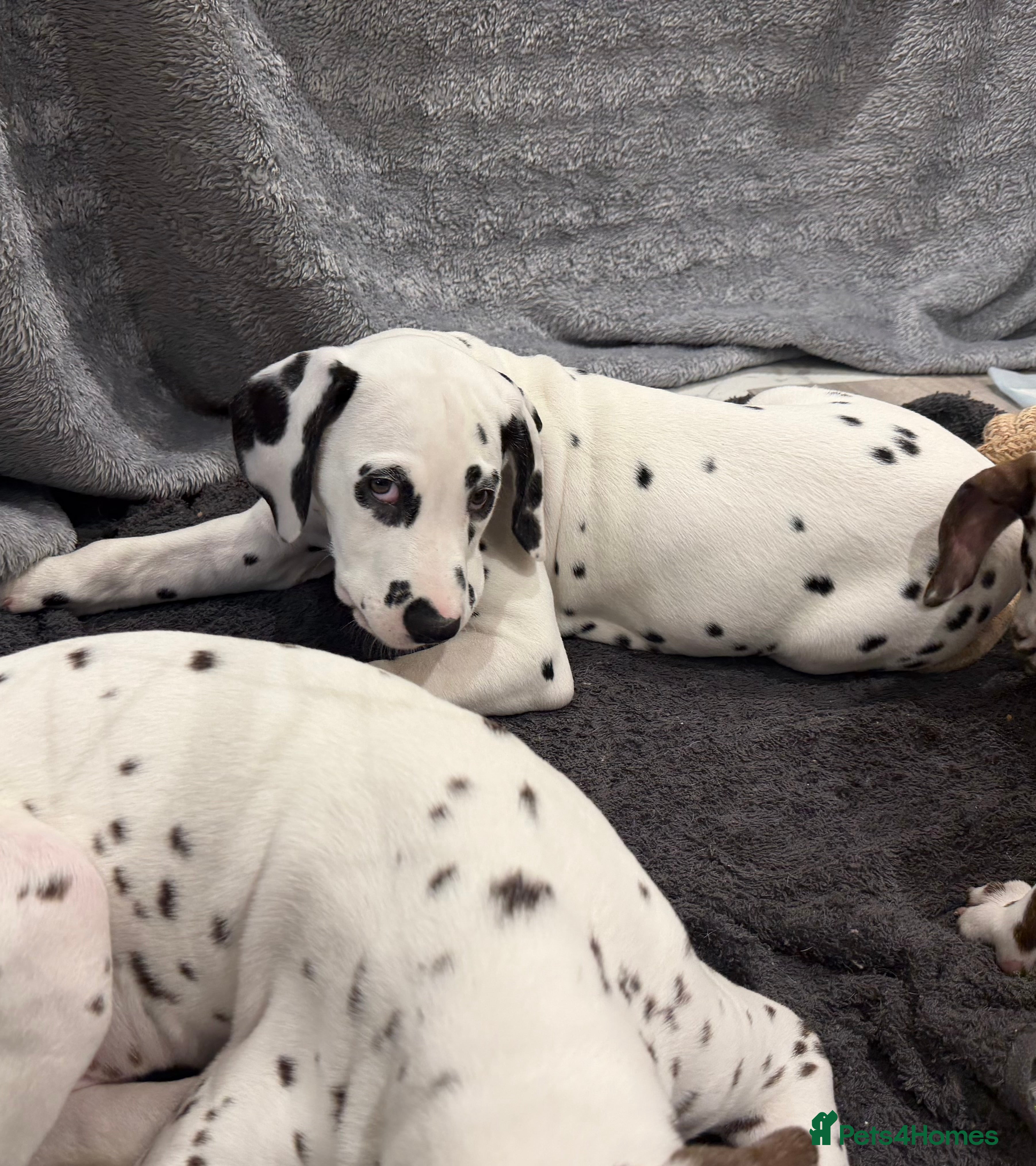 Dalmatian dogs KC Reg Dalmatian Puppies Black & Liver Ready Now - Advert 3