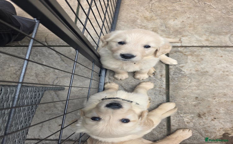 Golden Retriever dogs - Advert 3