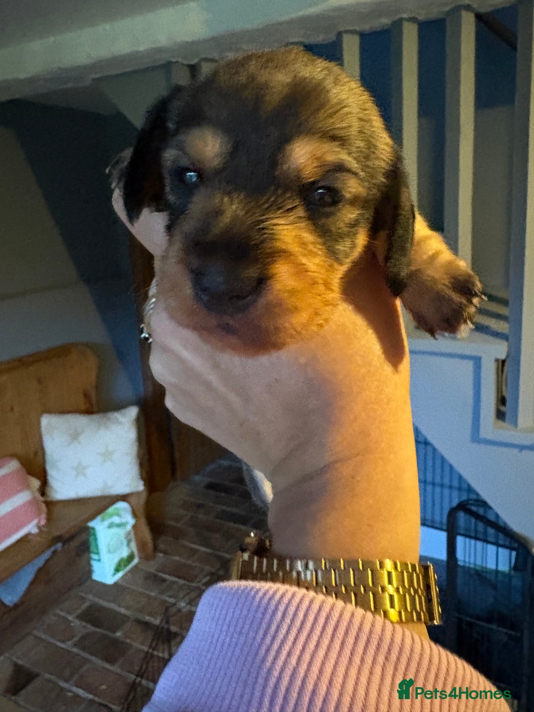 Miniature Dachshund dogs for sale: Miniature wirehaired dachshund puppy - Image 8