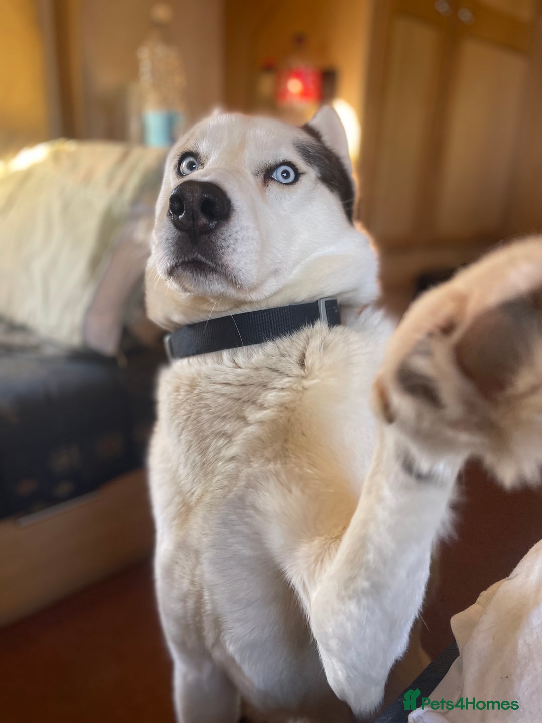 Mixed Breed dogs for sale: Labrador cross with Siberian husky  - Advert 10