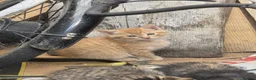 Mixed Breed cats for sale:  5 Little Kittens Looking for Their Forever Homes  - Advert 2