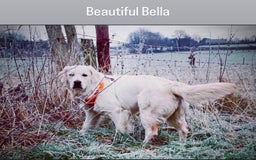 Golden Retriever dogs for sale: Exceptional Big kc puppies (licensed breeder) ⭐  - Image 1