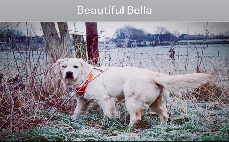 Golden Retriever dogs - Advert 8