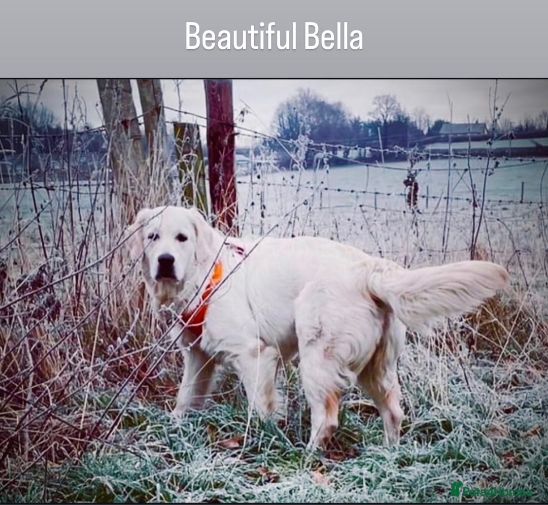 Golden Retriever dogs for sale: Exceptional Big kc puppies (licensed breeder) ⭐  - Image 1
