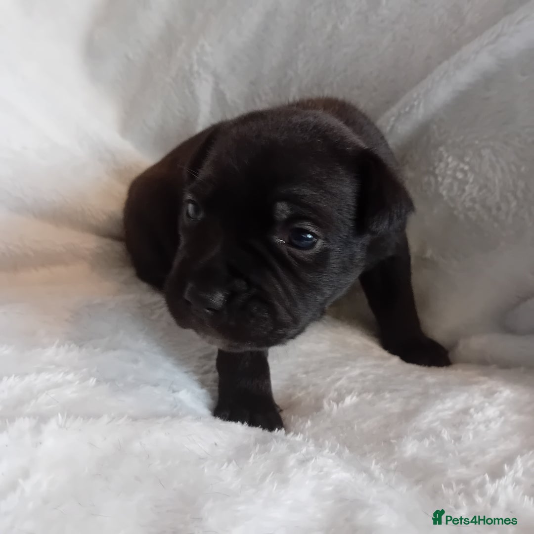 Staffordshire Bull Terrier dogs for sale: Staffordshire bull terrier pups  - Advert 11