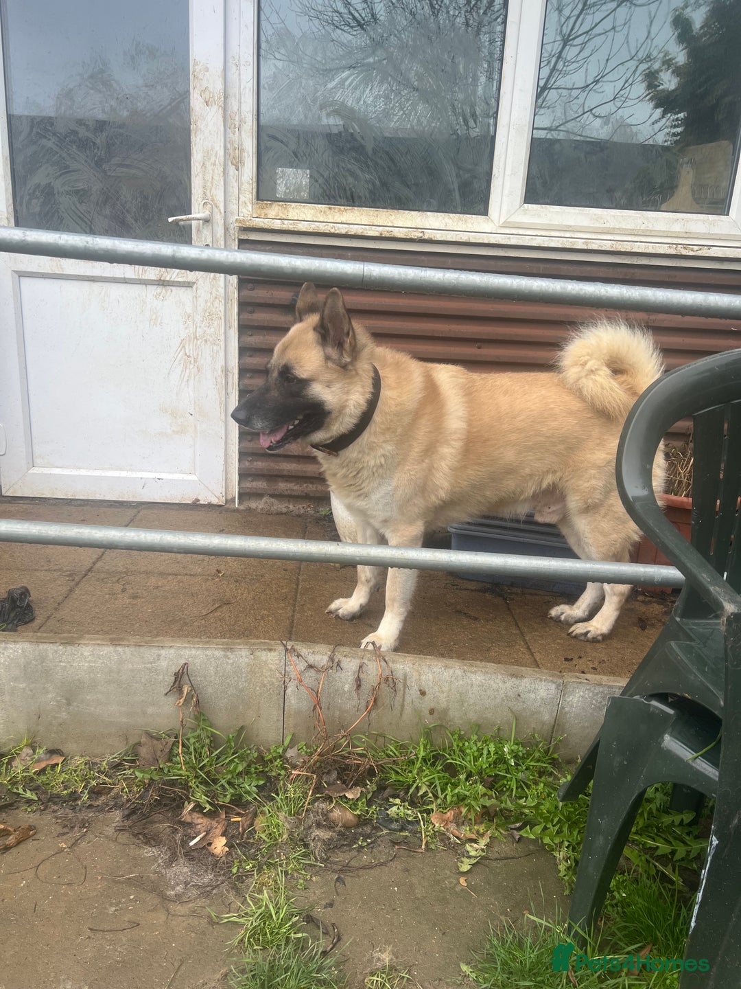Mixed Breed dogs for sale: Loving home needed for a kind schepkita boy - Advert 2