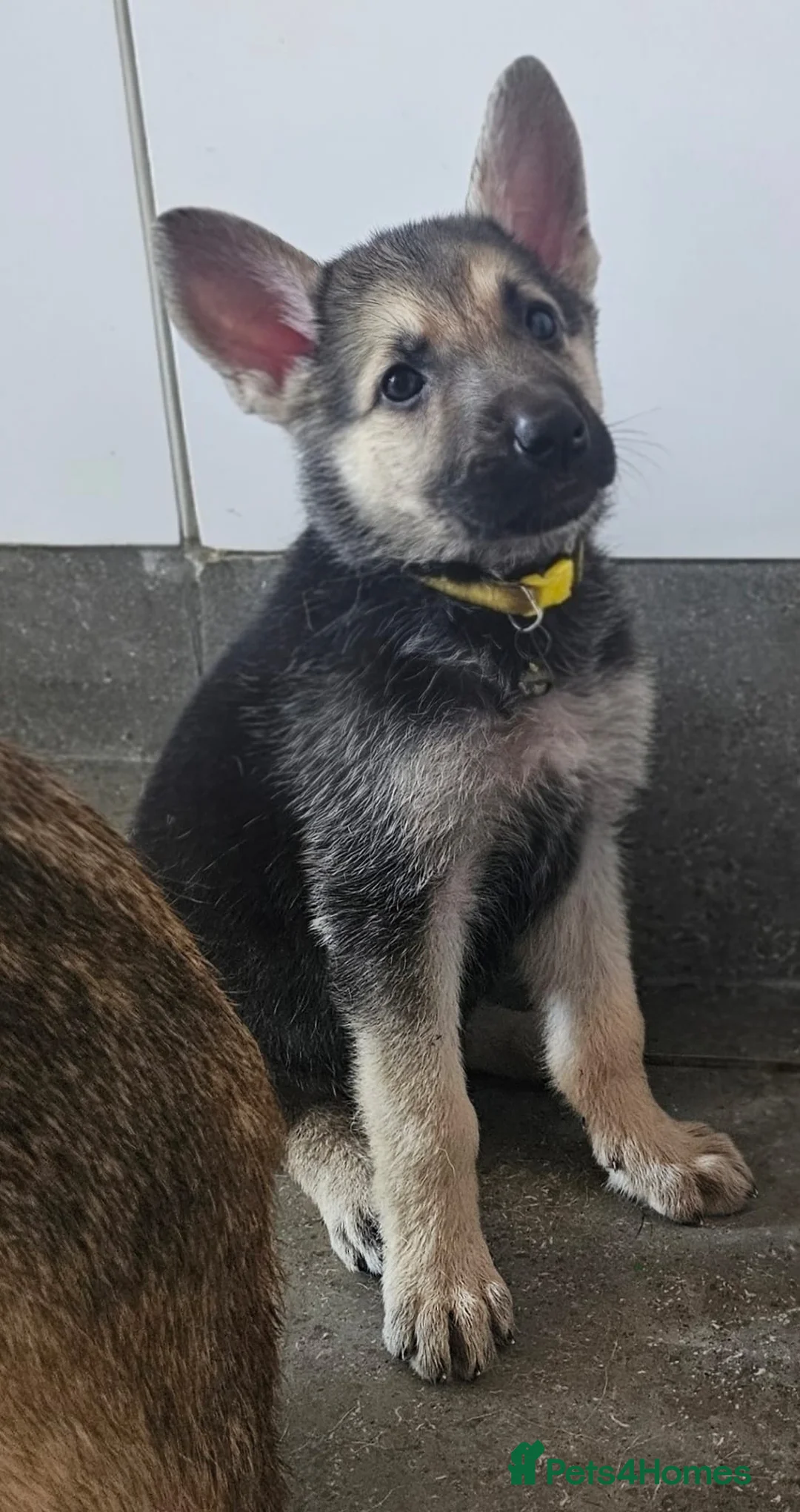 German Shepherd dogs for sale: German shepherd pups in Pontypool - Advert 7