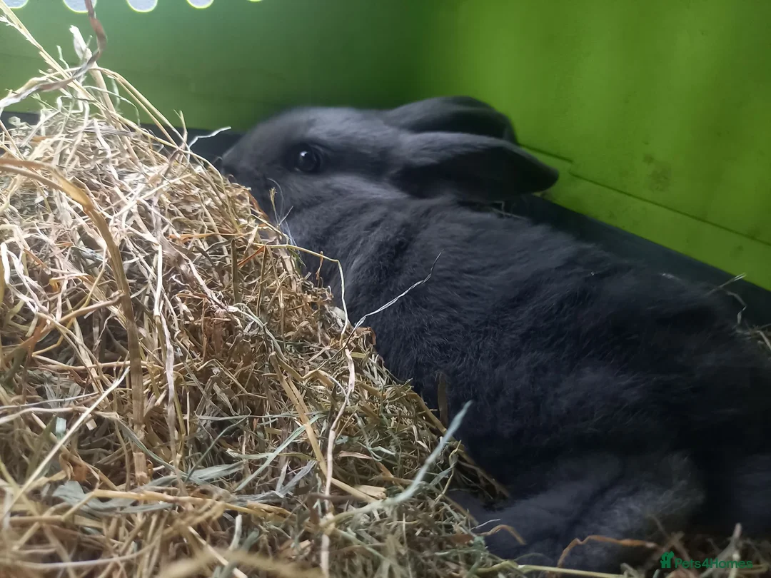 Mixed Breed rabbits for sale: Female 8 week old rabbit with pink cage - Advert 3