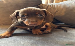 Miniature Dachshund dogs for sale: Chocolate and tan miniature Dachshund  - Advert 3