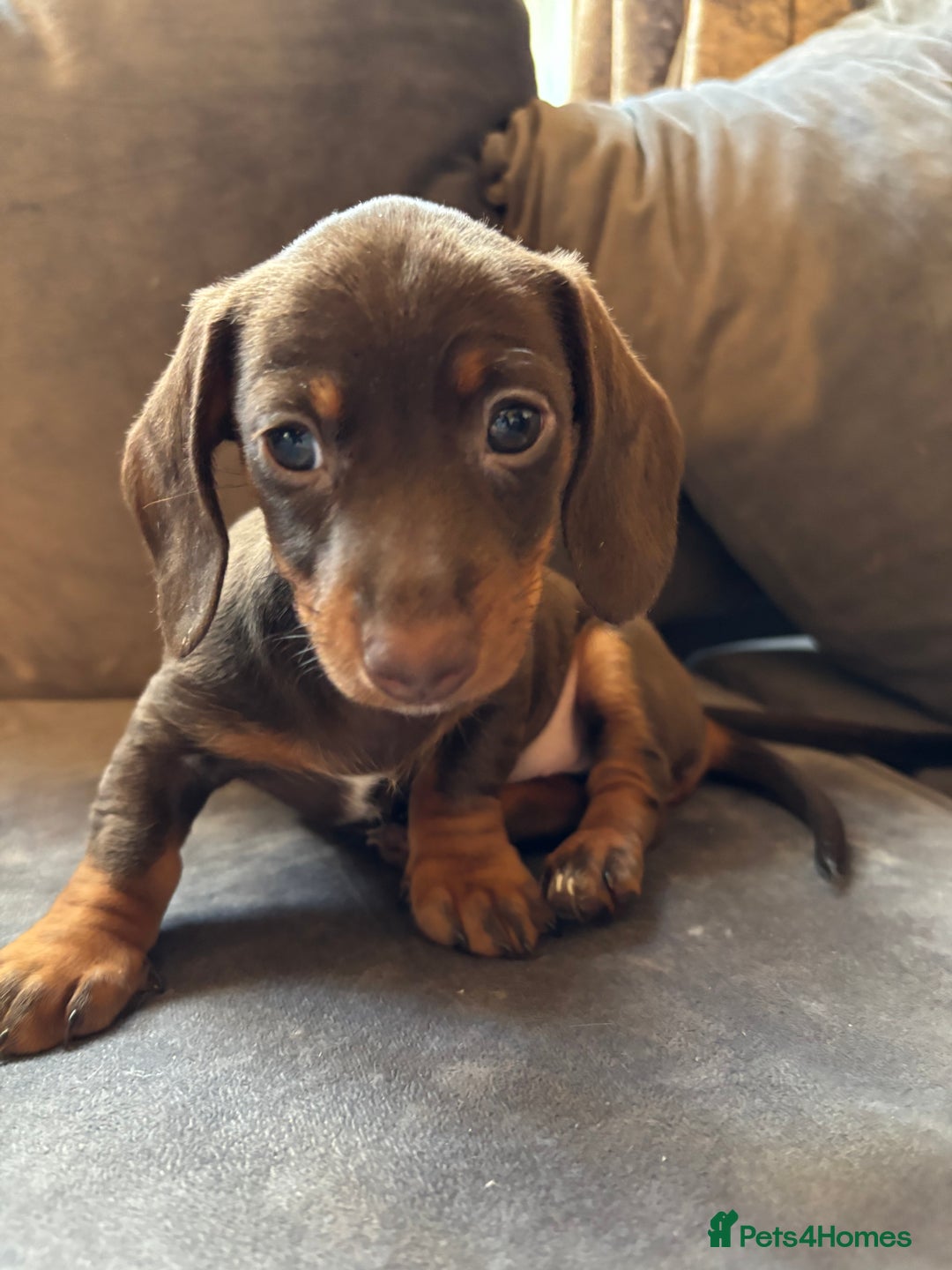 Miniature Dachshund dogs for sale: Chocolate and tan miniature Dachshund  - Advert 3