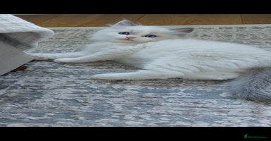 Ragdoll cats - Advert 16