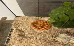Corn Snake reptiles for sale: 15 Month Old Corn snake with set up  - Image 1