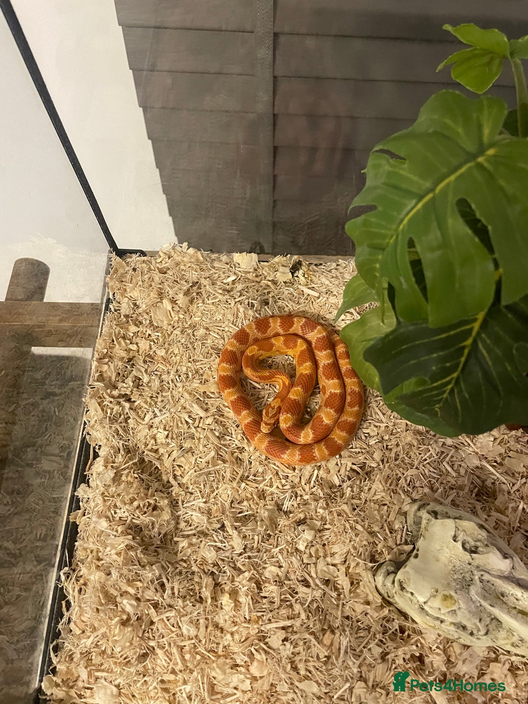 Corn Snake reptiles for sale: 15 Month Old Corn snake with set up  - Image 1