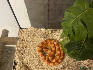 Corn Snake reptiles for sale - Advert 1