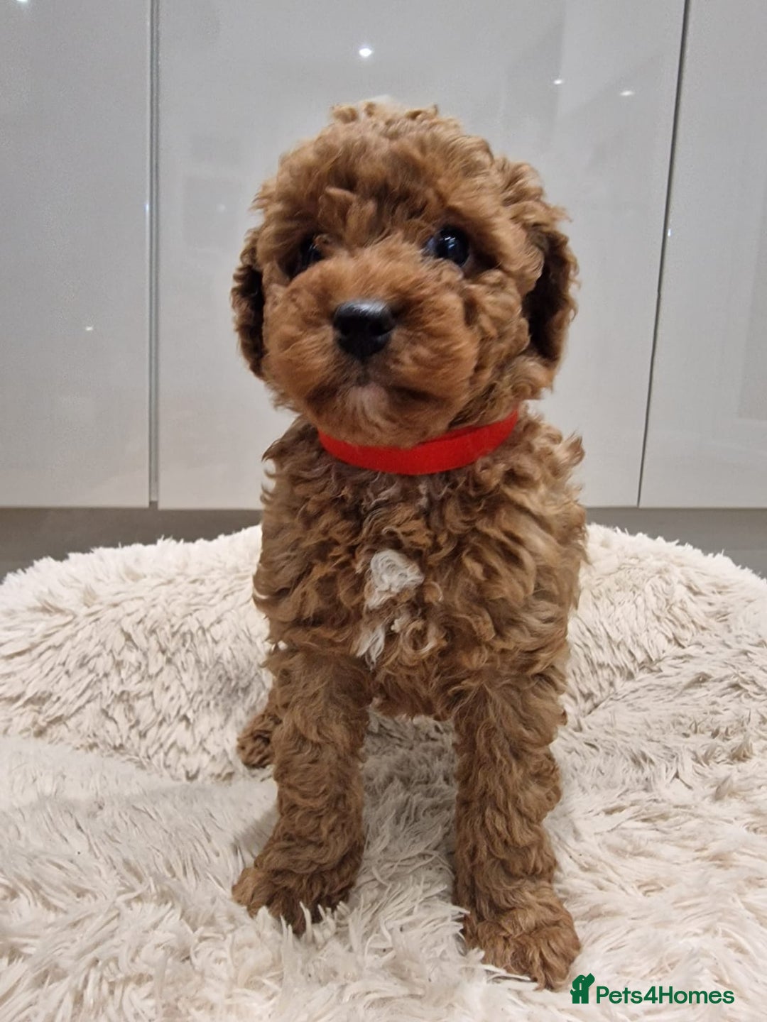 Cockapoo dogs for sale: 3 Gorgeous Apricot Cockapoo Puppies  - Advert 14
