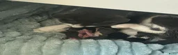 Mixed Breed cats for sale: Need of a loving home together.  in Northampton - Advert 2