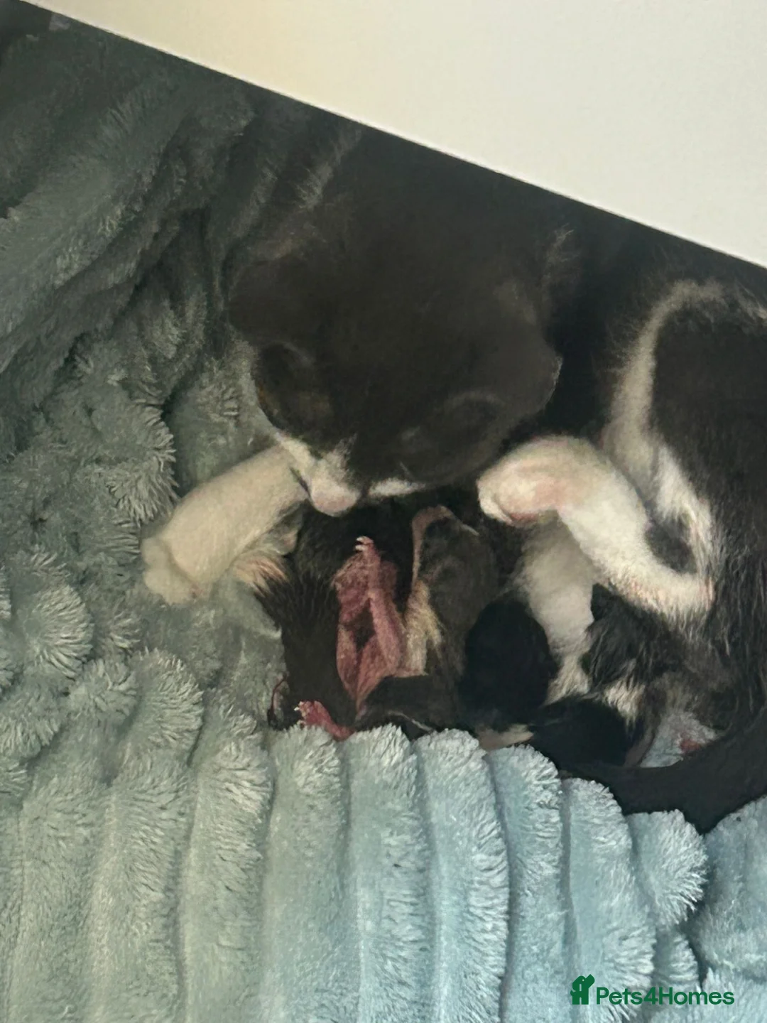 Mixed Breed cats for sale: Need of a loving home together.  in Northampton - Advert 2