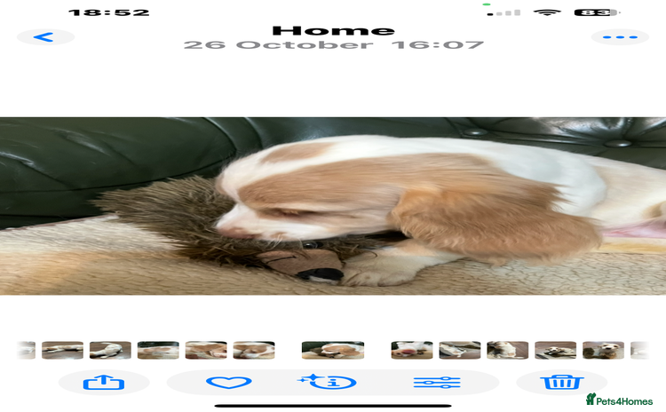 Cocker Spaniel dogs Working Cocker Spaniels - Advert 9