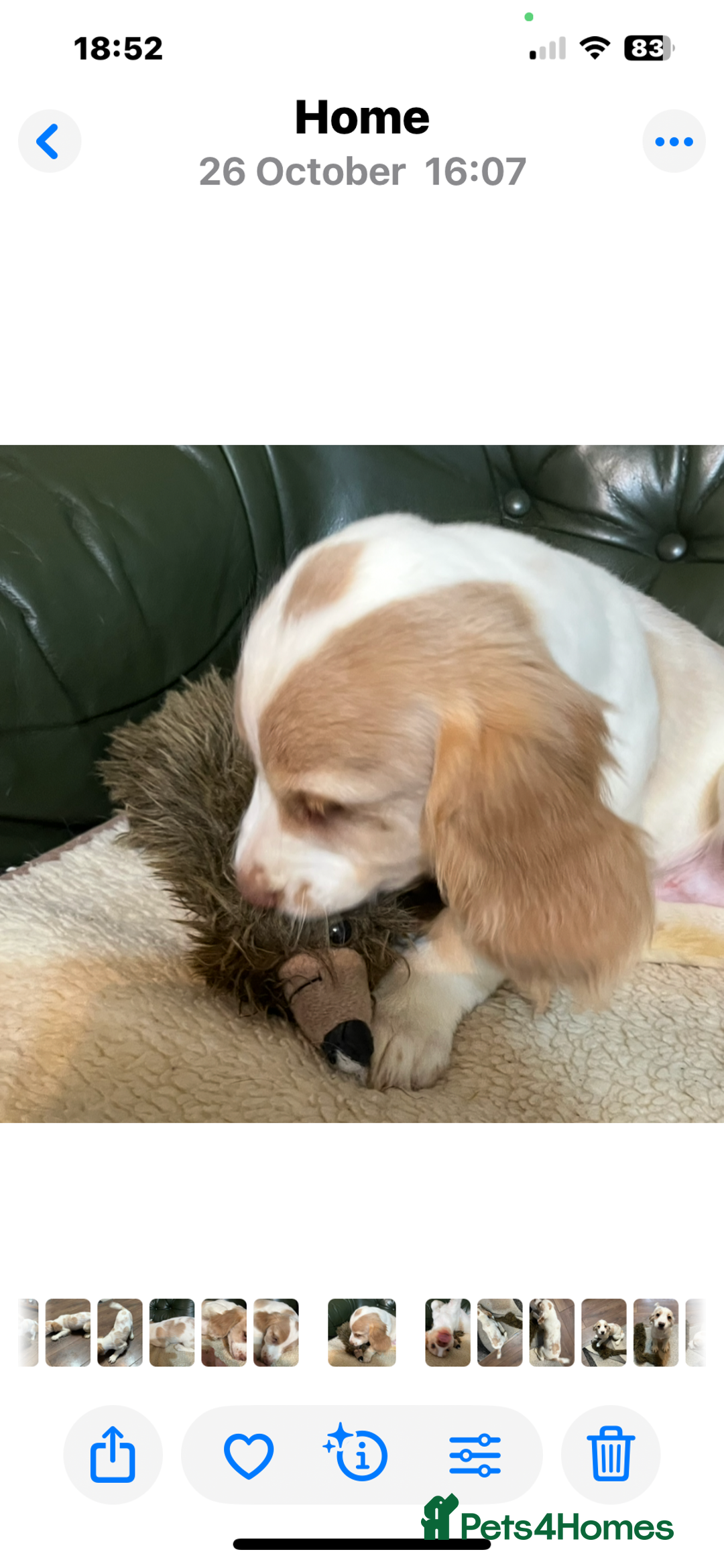 Cocker Spaniel dogs for sale: Working Cocker Spaniels - Advert 1